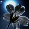 darknight_flower