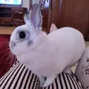 valeri_gamzatova