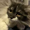 zoro_thecat1