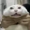 lhongtr