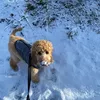 pippaanderton