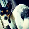 madamedudadog