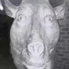 rjfelloff