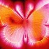 siba_0202