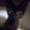 pastrones_kujo