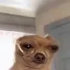 tacodetripa3