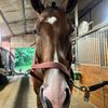 equestriandecorandmore