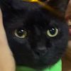 fricative__