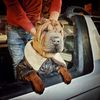 selenalasharpei