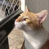 ravitigrinho