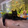 bl4ck_cat17