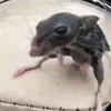 naciaziomal