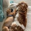 puppylove.bhr5