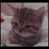 ori199827