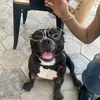 loki_frenchbully