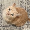 numberonecatenthusiast