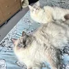 livingwithavaandarchie