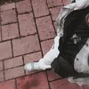 nikolasz____csik