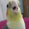 kailanegoffiveiga
