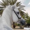 asma.khalid111