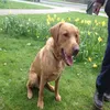 marley_barley_29
