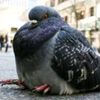 crumbypigeon