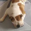 umitabully