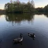 lena.mllrk