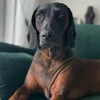 mia_posio