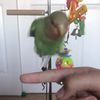 .lovebird