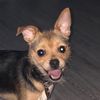scoobythechorkie
