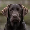 nevehaleyuk