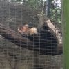 animals1_