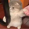 mor.mine