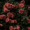 ina.ocb