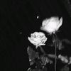 poncee.88