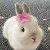 funtimef0xie