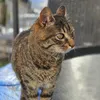 greekcatxenia
