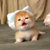 shnnshen