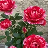 _bulbul_birgul