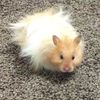 hamster_9