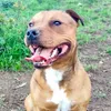 paco_staffie_83