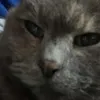 meowbluegirl