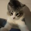 gatoqduerme