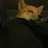 yuna_la_shiba