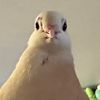 Bojingles the Pigeon