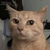 random cat