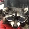 meowksoh
