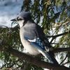 birdiefern