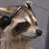 mapacheedits